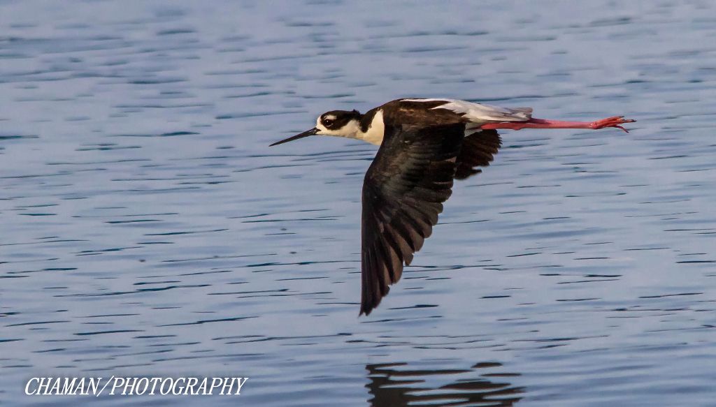 IMAGE: http://i11.photobucket.com/albums/a198/chaman3872/2013/IMG_6459-Edit_zpsa4d346b2.jpg