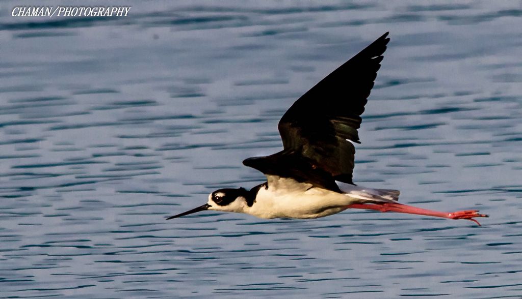 IMAGE: http://i11.photobucket.com/albums/a198/chaman3872/2013/IMG_6460-Edit_zpsa8242e4c.jpg