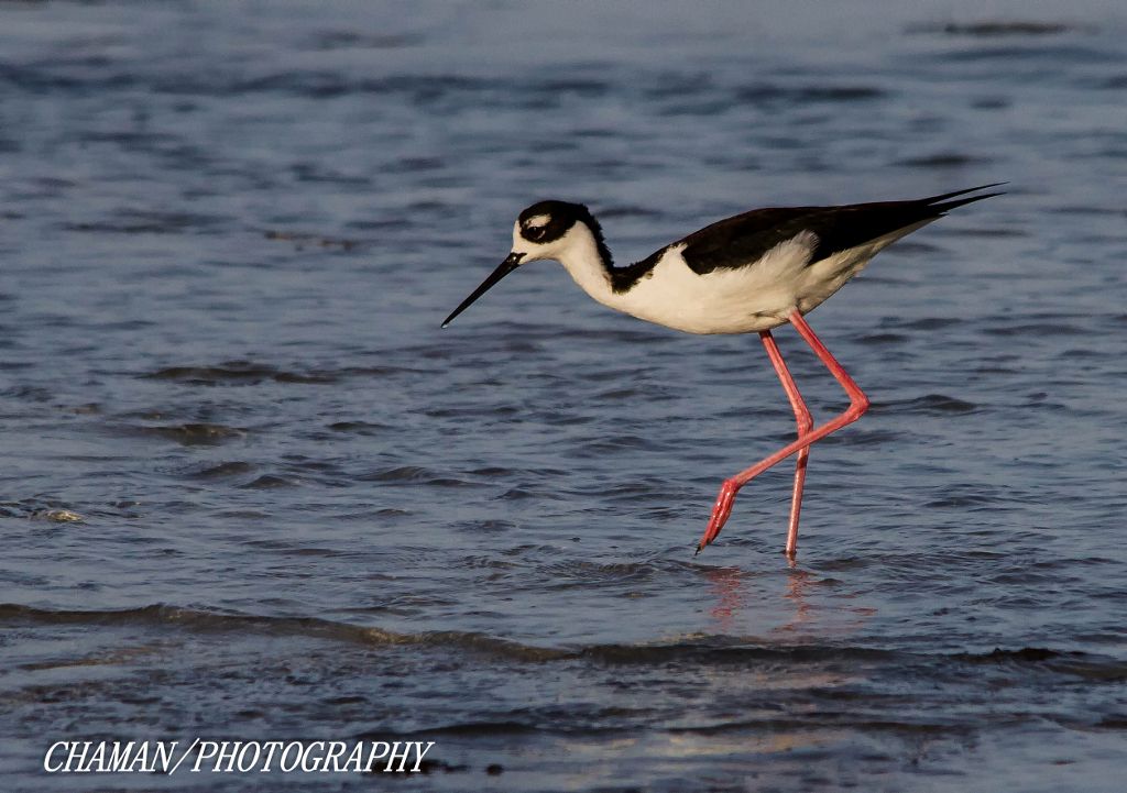 IMAGE: http://i11.photobucket.com/albums/a198/chaman3872/2013/IMG_6515-Edit_zps584e5c70.jpg