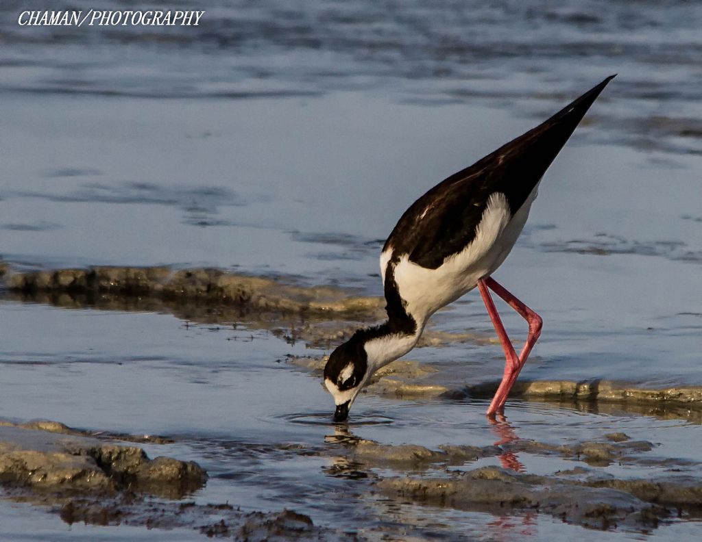 IMAGE: http://i11.photobucket.com/albums/a198/chaman3872/2013/IMG_6547-Edit_zps6fdda2d4.jpg