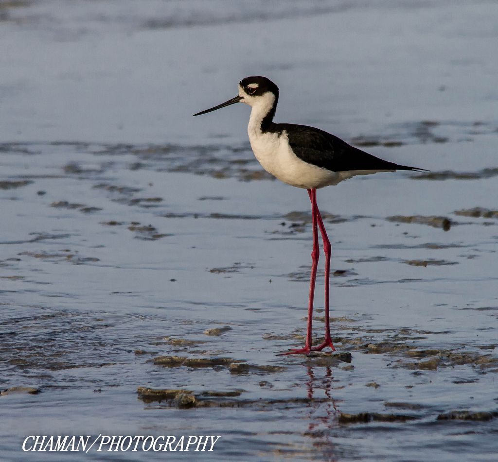 IMAGE: http://i11.photobucket.com/albums/a198/chaman3872/2013/IMG_6595-Edit_zps81e9df2a.jpg