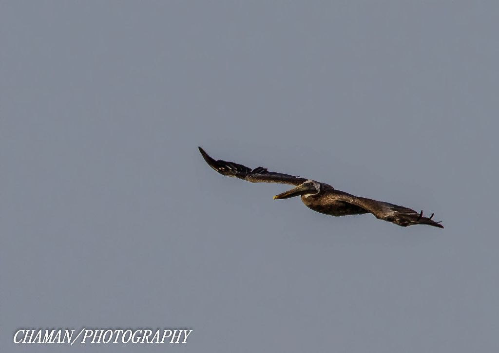 IMAGE: http://i11.photobucket.com/albums/a198/chaman3872/2013/IMG_6663-Edit_zpsb80a7f89.jpg