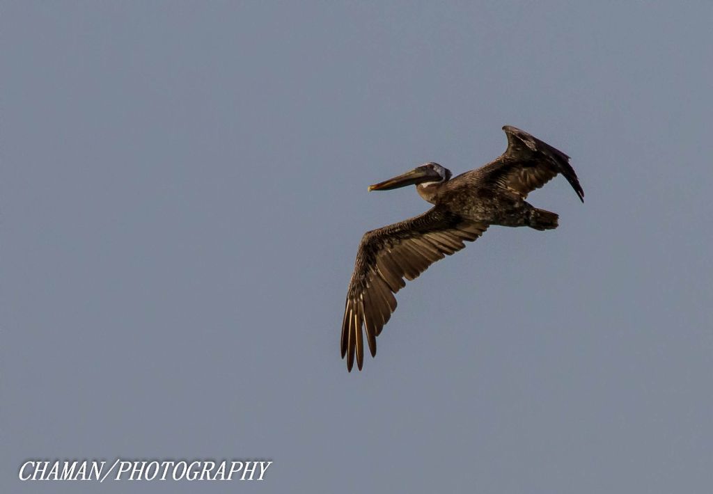 IMAGE: http://i11.photobucket.com/albums/a198/chaman3872/2013/IMG_6672-Edit_zps7f269988.jpg