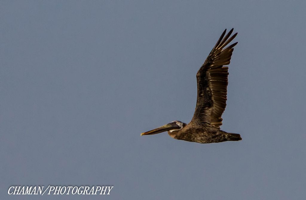 IMAGE: http://i11.photobucket.com/albums/a198/chaman3872/2013/IMG_6678-Edit_zps8e43ea05.jpg