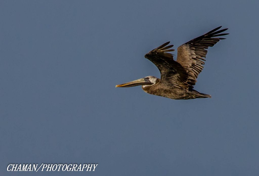 IMAGE: http://i11.photobucket.com/albums/a198/chaman3872/2013/IMG_6684-Edit_zps33c124ef.jpg