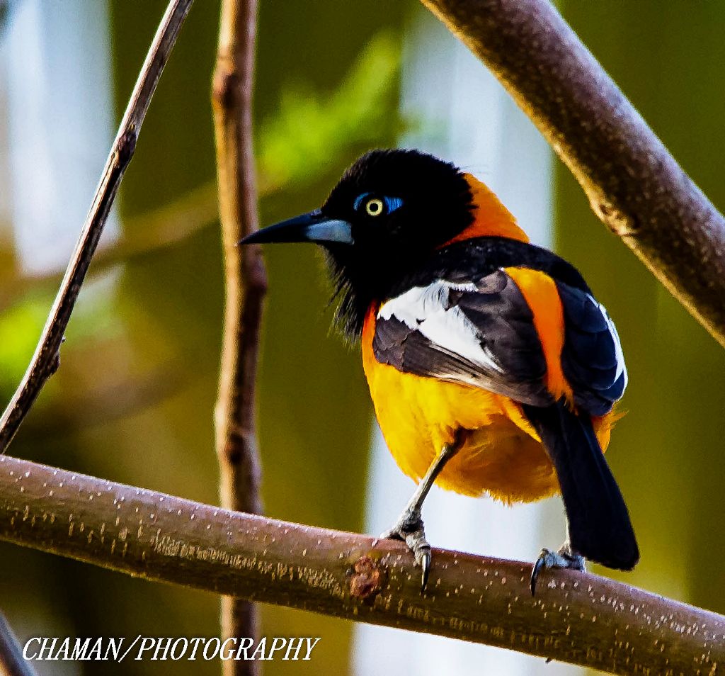 IMAGE: http://i11.photobucket.com/albums/a198/chaman3872/2013/IMG_6709-Edit_zpsf10ff25a.jpg