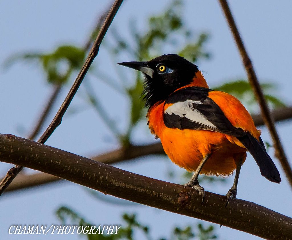 IMAGE: http://i11.photobucket.com/albums/a198/chaman3872/2013/IMG_6719-Edit_zpsedf9426e.jpg