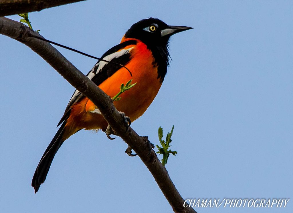 IMAGE: http://i11.photobucket.com/albums/a198/chaman3872/2013/IMG_6772-Edit_zpsc5e301c6.jpg