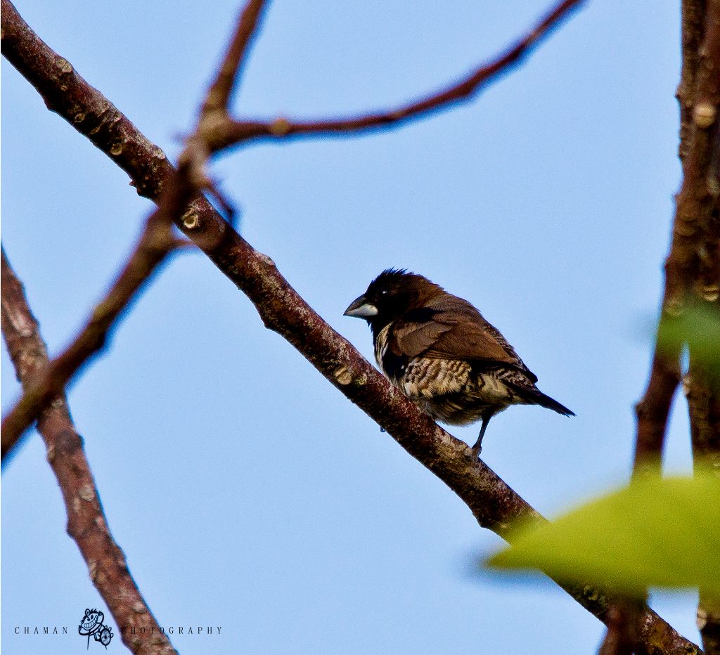 IMAGE: http://i11.photobucket.com/albums/a198/chaman3872/Diablitocrop3.jpg