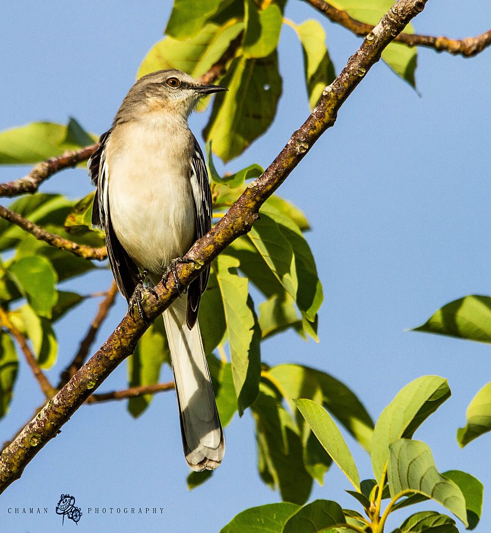 IMAGE: http://i11.photobucket.com/albums/a198/chaman3872/Fotografia/IMG_1196.jpg