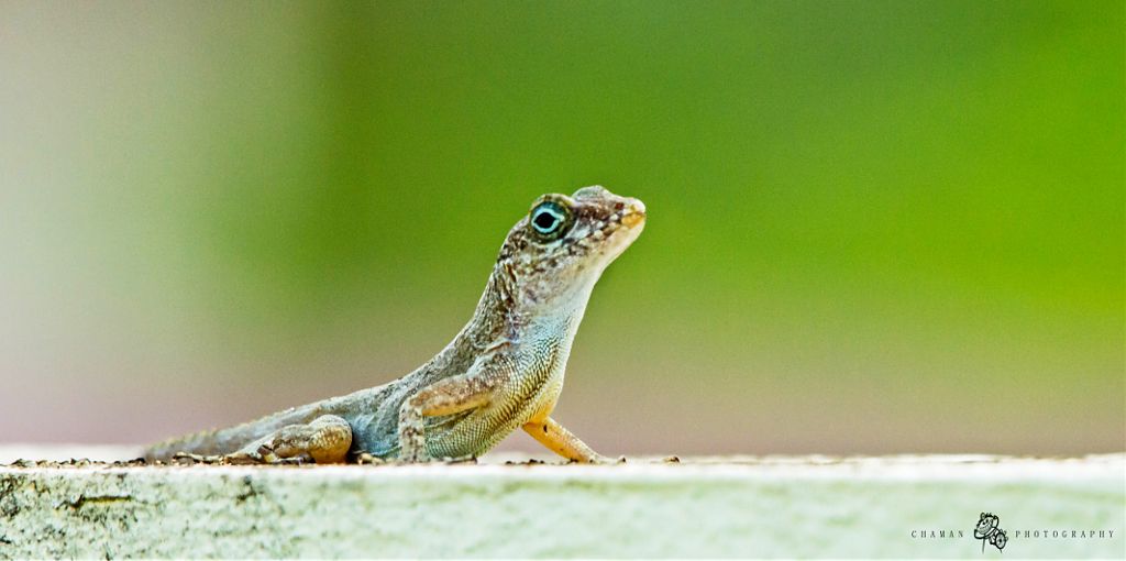 IMAGE: http://i11.photobucket.com/albums/a198/chaman3872/Fotografia/IMG_1328aa.jpg