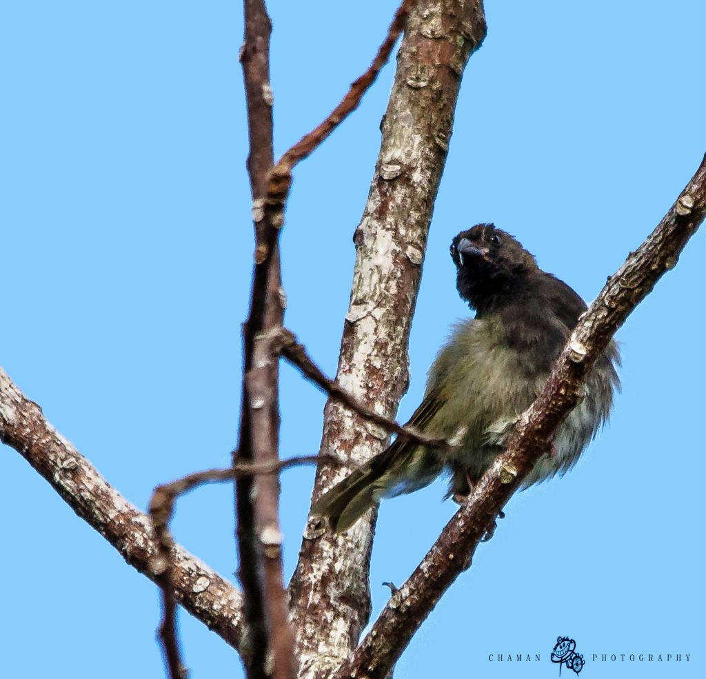 IMAGE: http://i11.photobucket.com/albums/a198/chaman3872/Fotografia/IMG_1457.jpg