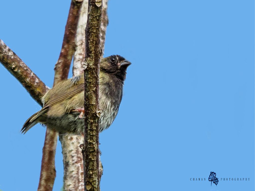 IMAGE: http://i11.photobucket.com/albums/a198/chaman3872/Fotografia/IMG_1467.jpg