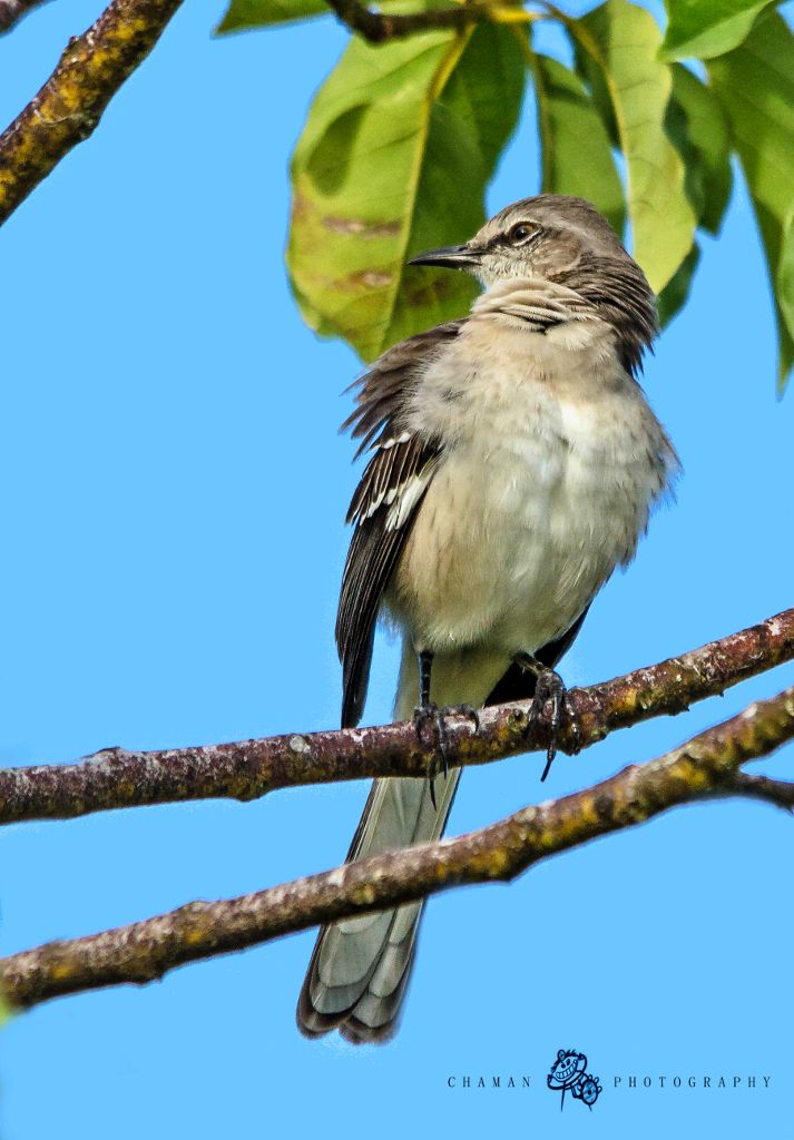 IMAGE: http://i11.photobucket.com/albums/a198/chaman3872/Fotografia/IMG_1480.jpg