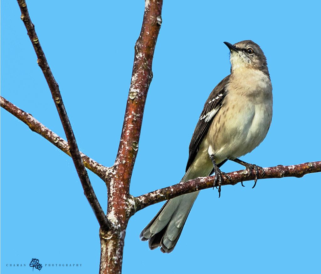 IMAGE: http://i11.photobucket.com/albums/a198/chaman3872/Fotografia/IMG_1489.jpg