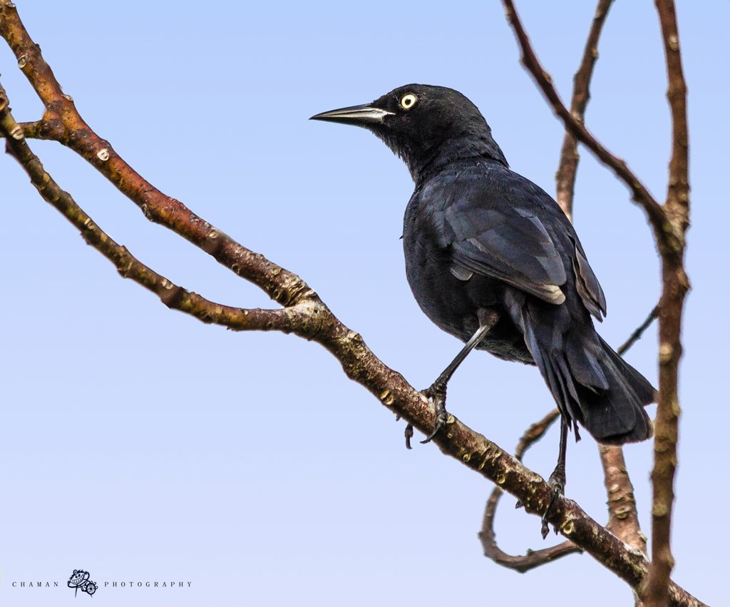 IMAGE: http://i11.photobucket.com/albums/a198/chaman3872/Fotografia/IMG_1624.jpg