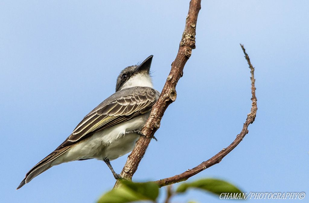 IMAGE: http://i11.photobucket.com/albums/a198/chaman3872/Fotografia/IMG_1629.jpg