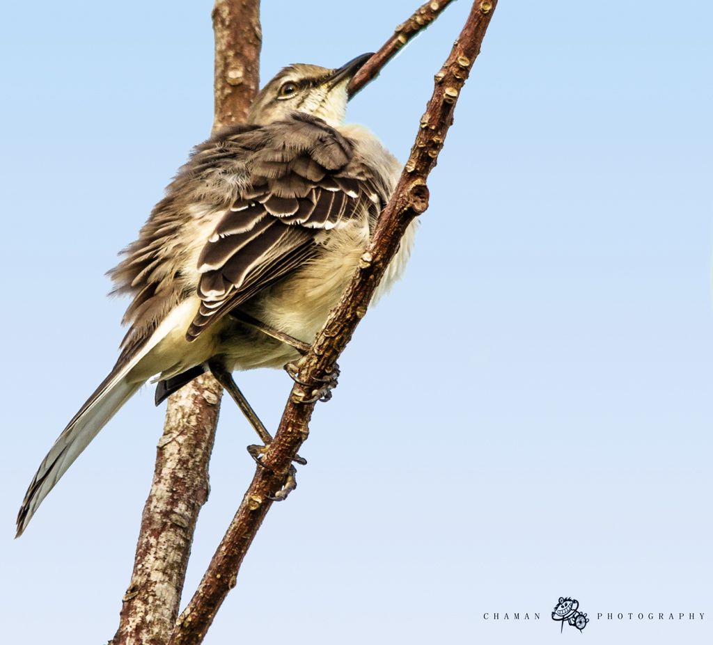 IMAGE: http://i11.photobucket.com/albums/a198/chaman3872/Fotografia/IMG_1687.jpg