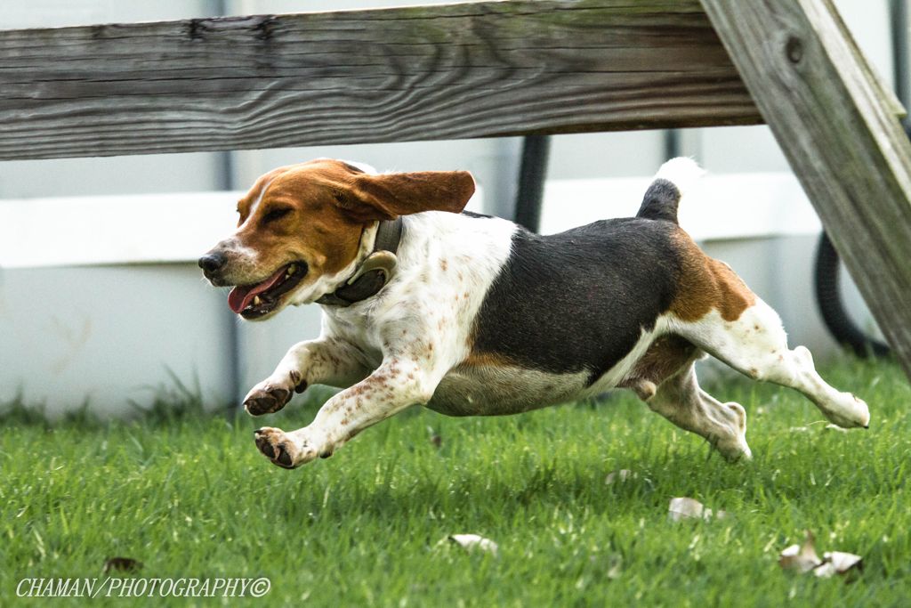 IMAGE: http://i11.photobucket.com/albums/a198/chaman3872/Fotografia/IMG_1699.jpg