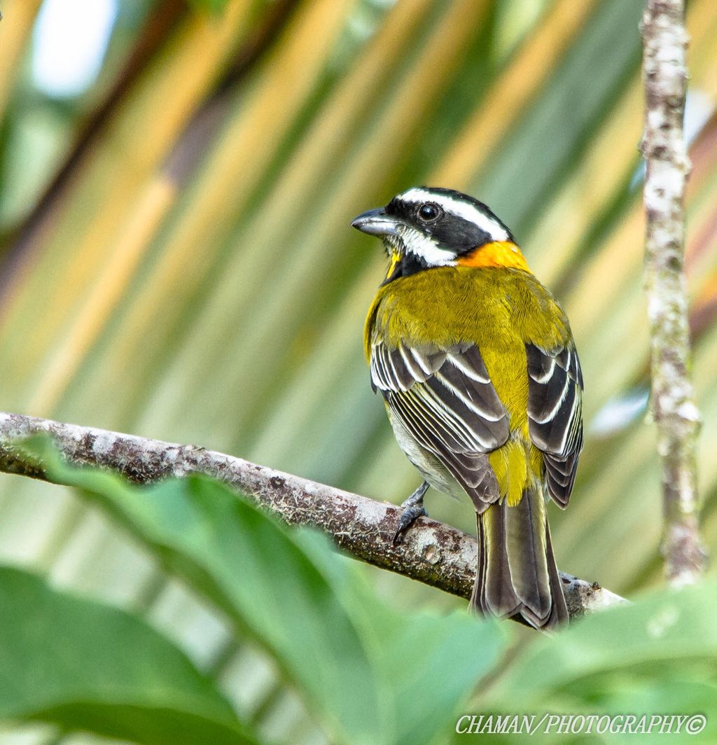 IMAGE: http://i11.photobucket.com/albums/a198/chaman3872/Fotografia/IMG_1760.jpg