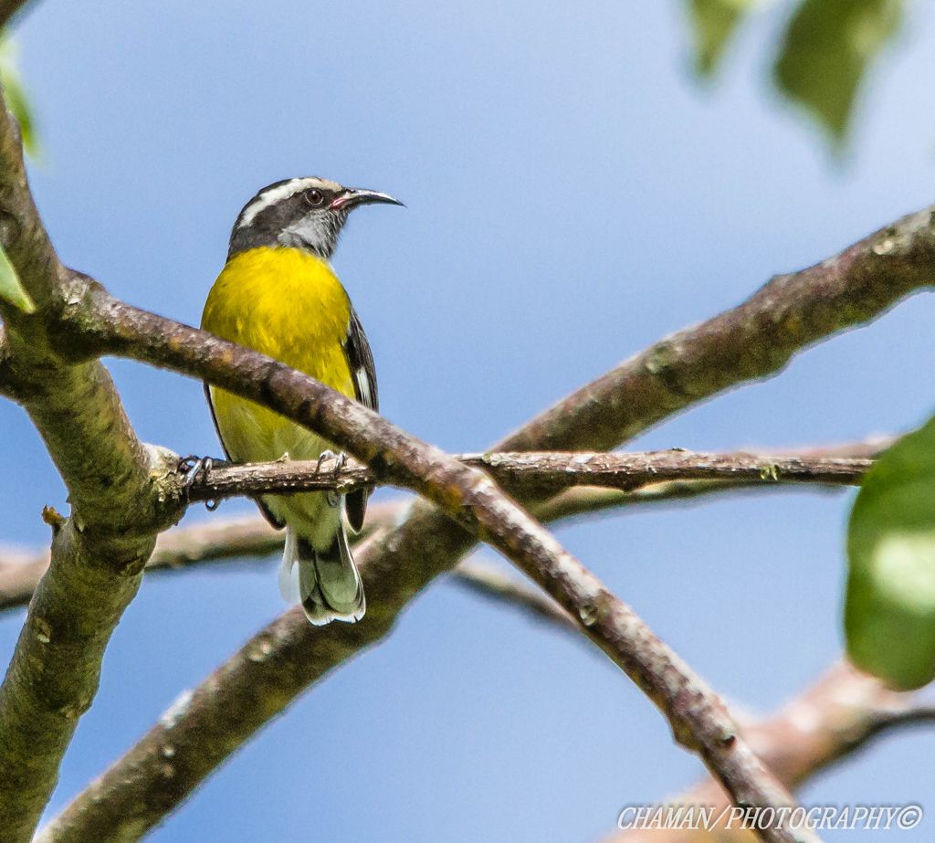 IMAGE: http://i11.photobucket.com/albums/a198/chaman3872/Fotografia/IMG_1790.jpg