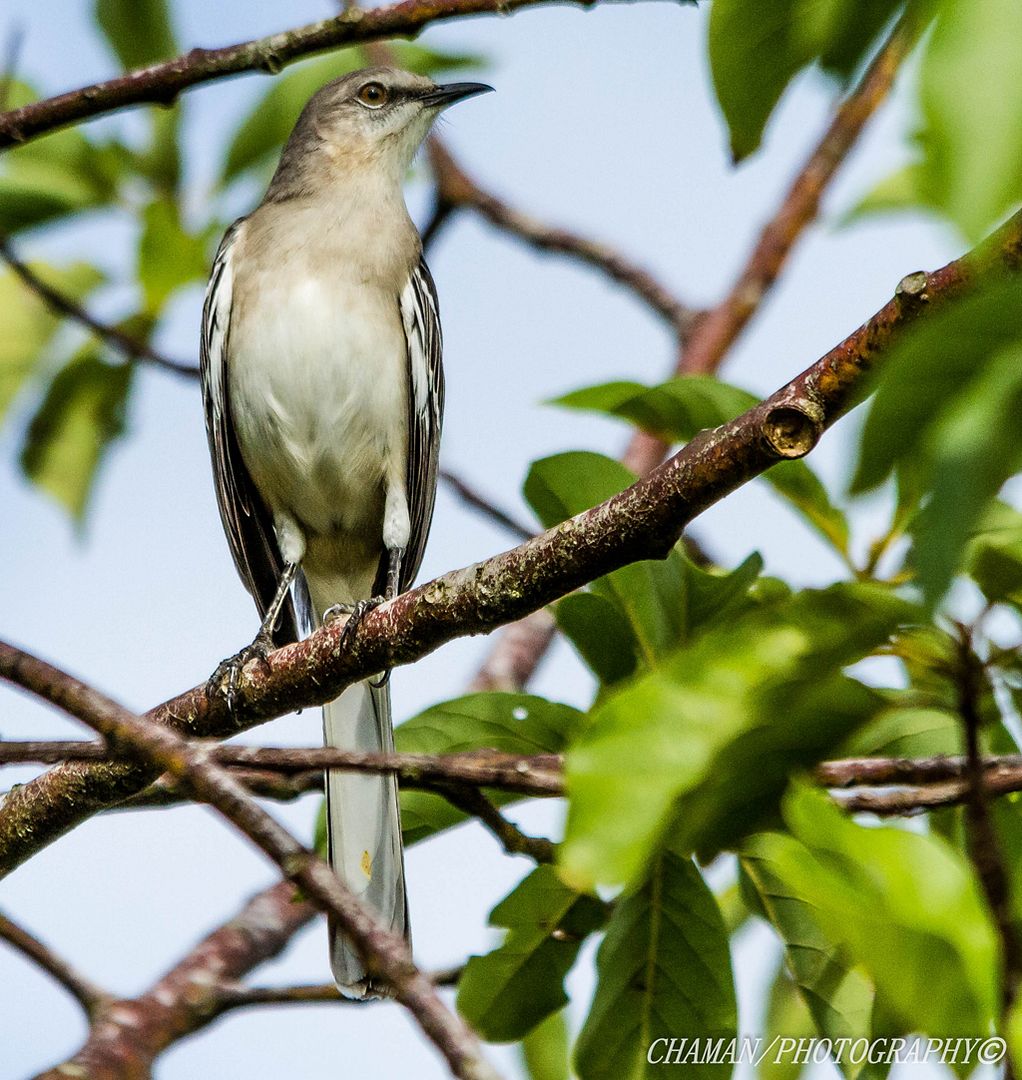 IMAGE: http://i11.photobucket.com/albums/a198/chaman3872/Fotografia/IMG_1813.jpg