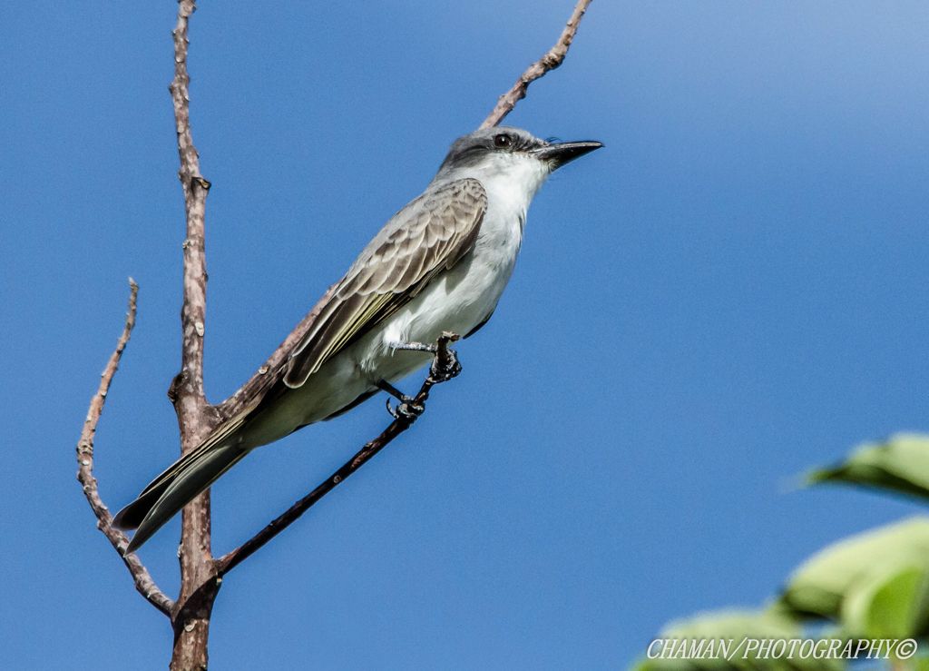 IMAGE: http://i11.photobucket.com/albums/a198/chaman3872/Fotografia/IMG_1814.jpg