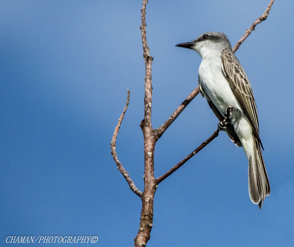 IMAGE: http://i11.photobucket.com/albums/a198/chaman3872/Fotografia/IMG_1818.jpg