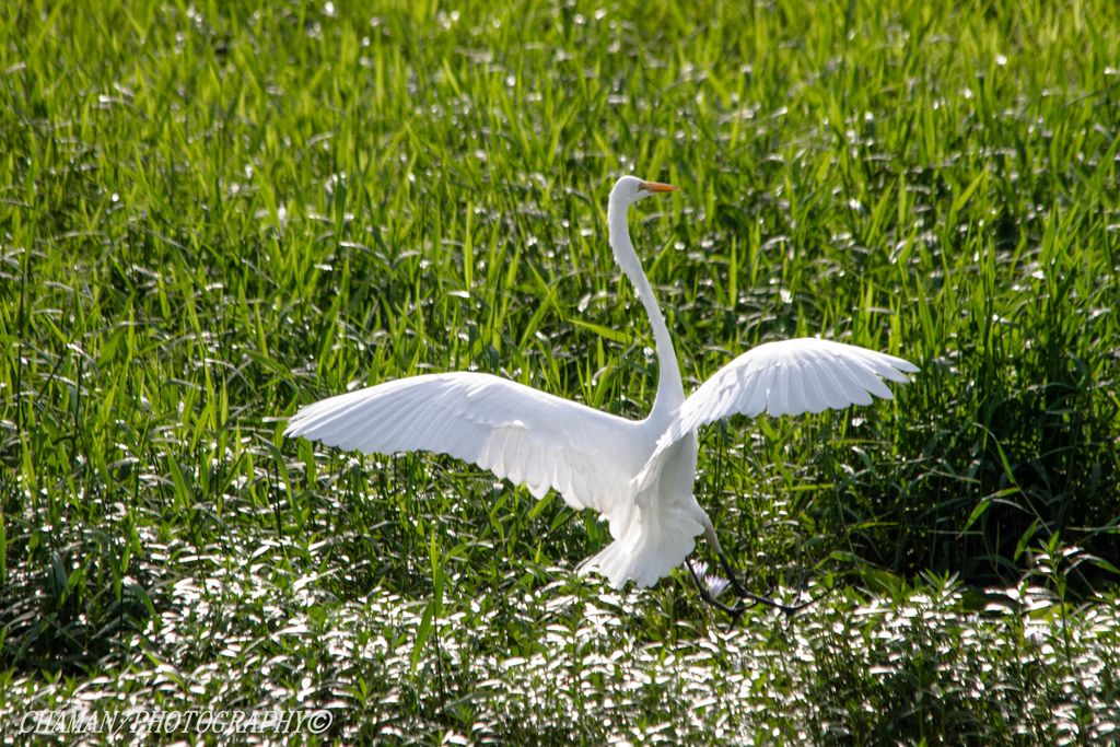 IMAGE: http://i11.photobucket.com/albums/a198/chaman3872/Fotografia/IMG_2003.jpg