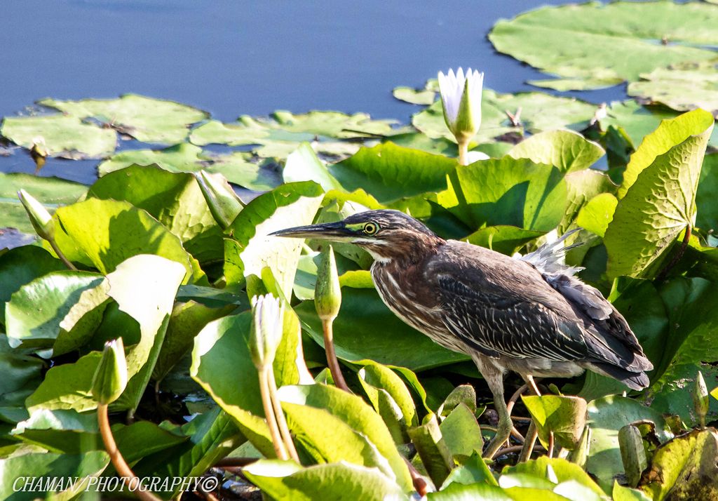 IMAGE: http://i11.photobucket.com/albums/a198/chaman3872/Fotografia/IMG_2031.jpg