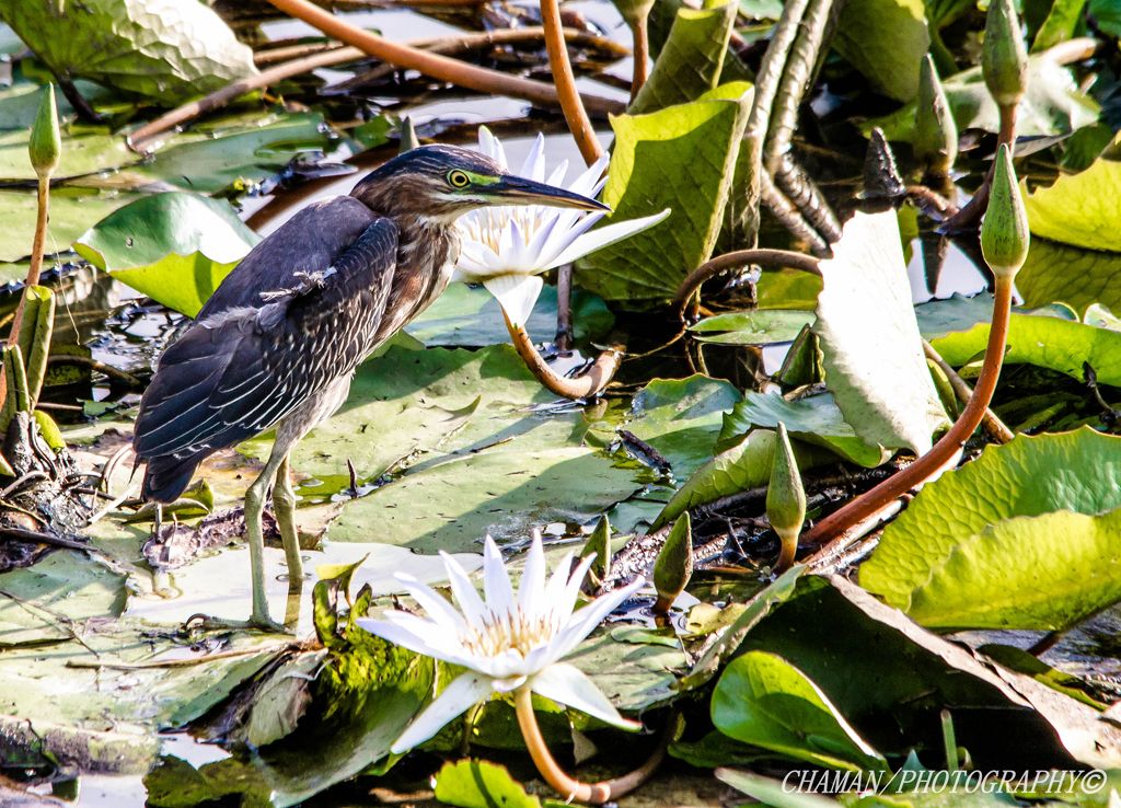 IMAGE: http://i11.photobucket.com/albums/a198/chaman3872/Fotografia/IMG_2042.jpg