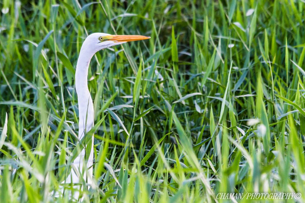 IMAGE: http://i11.photobucket.com/albums/a198/chaman3872/Fotografia/IMG_2110.jpg