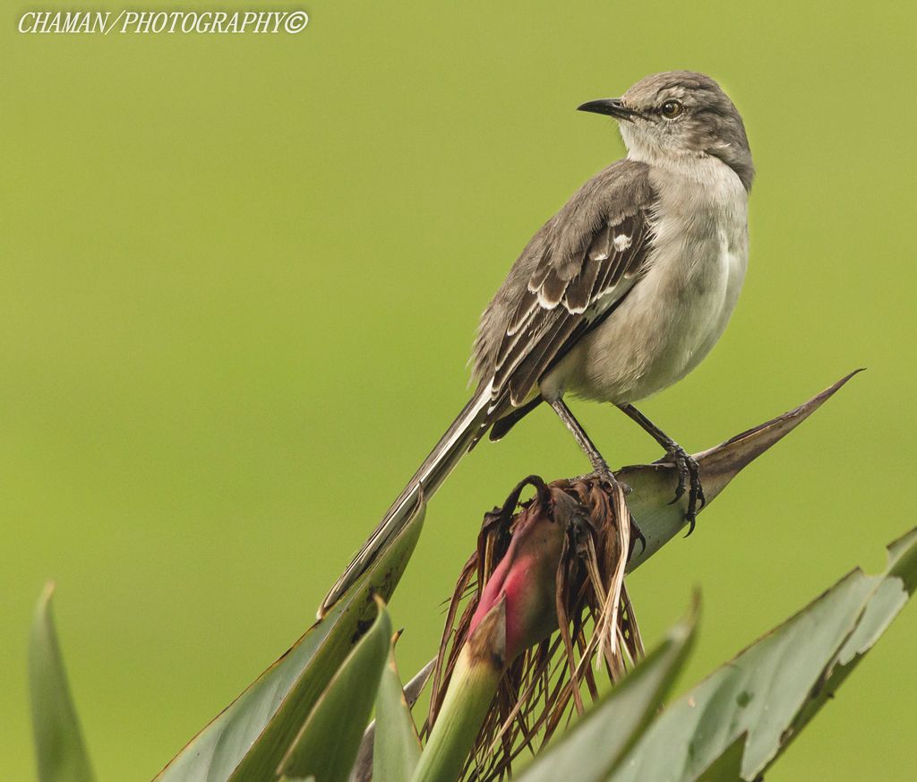 IMAGE: http://i11.photobucket.com/albums/a198/chaman3872/Fotografia/IMG_3764.jpg