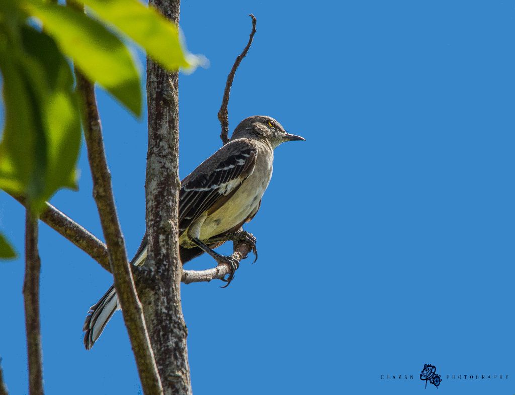 IMAGE: http://i11.photobucket.com/albums/a198/chaman3872/Fotografia/IMG_5805-1.jpg