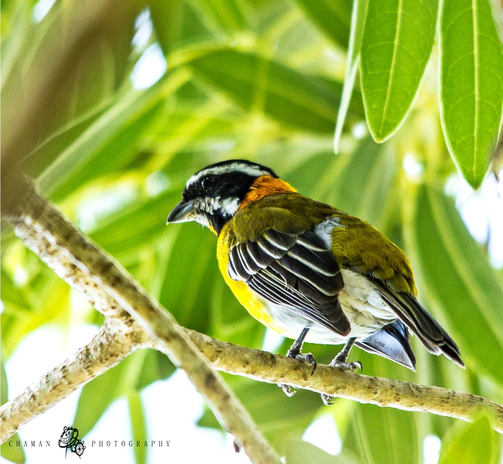 IMAGE: http://i11.photobucket.com/albums/a198/chaman3872/Fotografia/IMG_5831.jpg