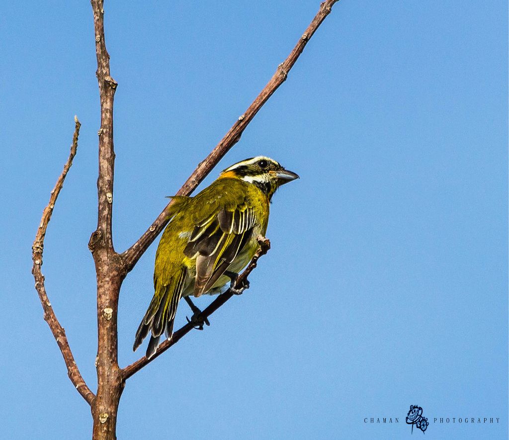 IMAGE: http://i11.photobucket.com/albums/a198/chaman3872/Fotografia/IMG_5927_zpse8838664.jpg