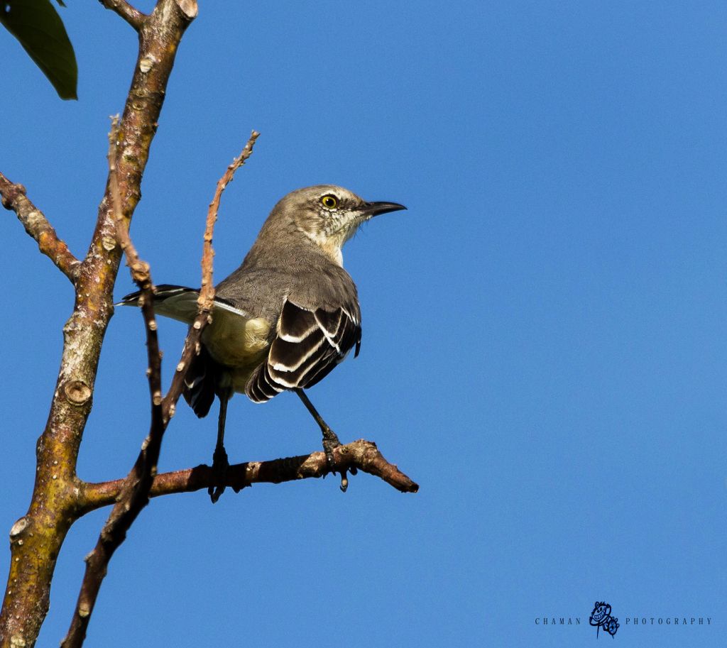 IMAGE: http://i11.photobucket.com/albums/a198/chaman3872/Fotografia/IMG_6040_zpsebc8a6cb.jpg