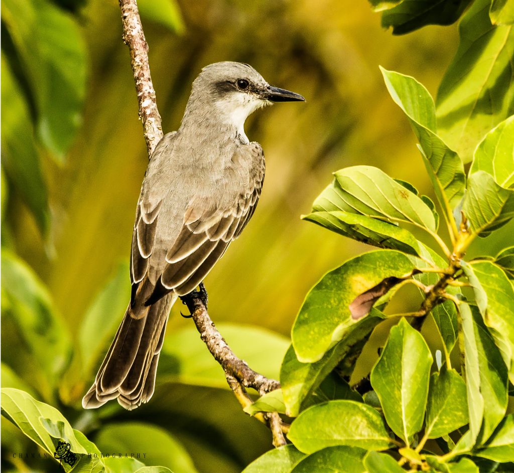 IMAGE: http://i11.photobucket.com/albums/a198/chaman3872/Fotografia/IMG_6864.jpg