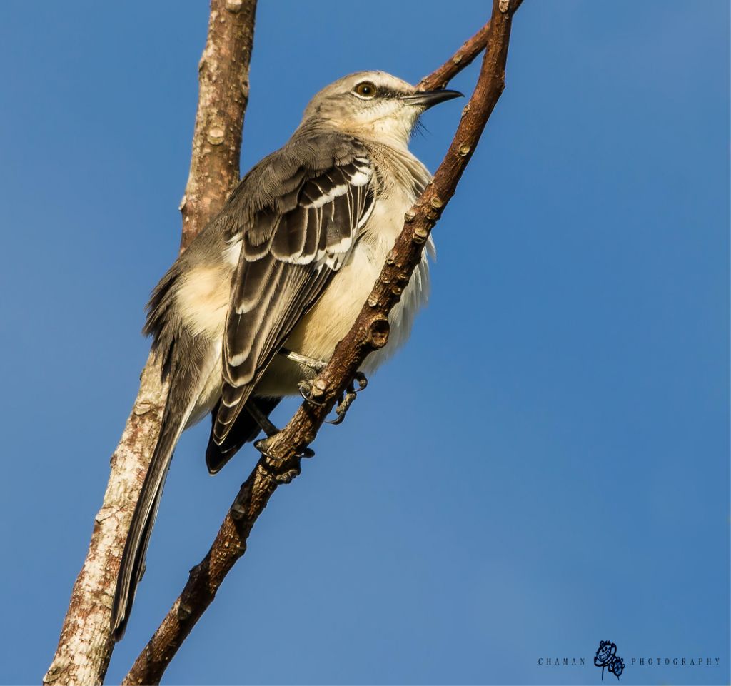 IMAGE: http://i11.photobucket.com/albums/a198/chaman3872/Fotografia/IMG_6926.jpg