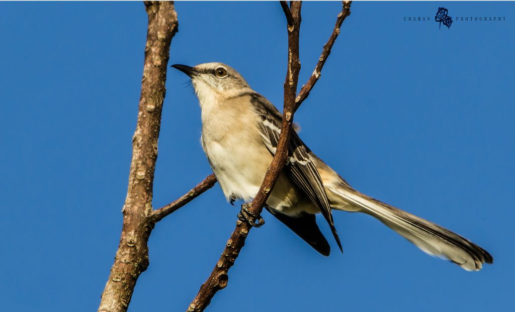 IMAGE: http://i11.photobucket.com/albums/a198/chaman3872/Fotografia/IMG_6931.jpg