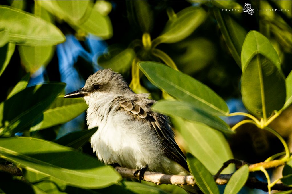 IMAGE: http://i11.photobucket.com/albums/a198/chaman3872/IMG_3996.jpg