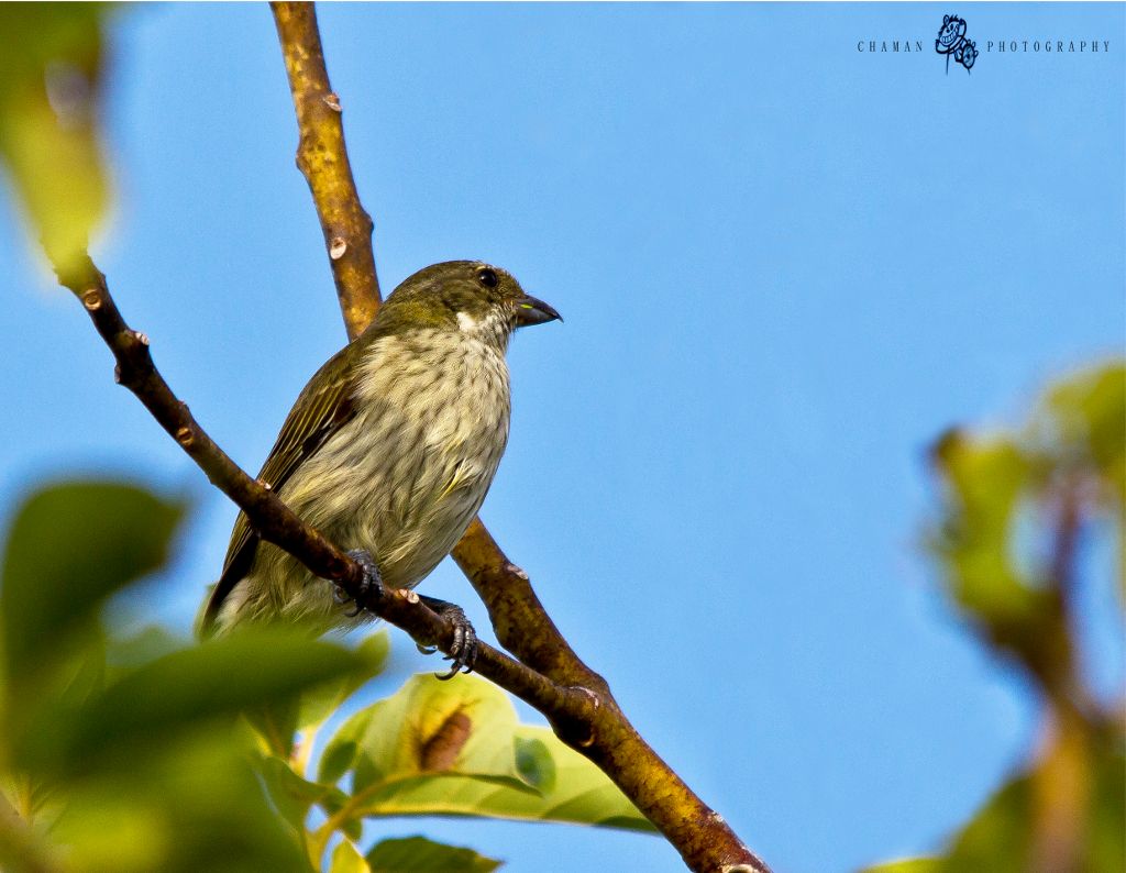 IMAGE: http://i11.photobucket.com/albums/a198/chaman3872/ReinaMoraHembra3.jpg