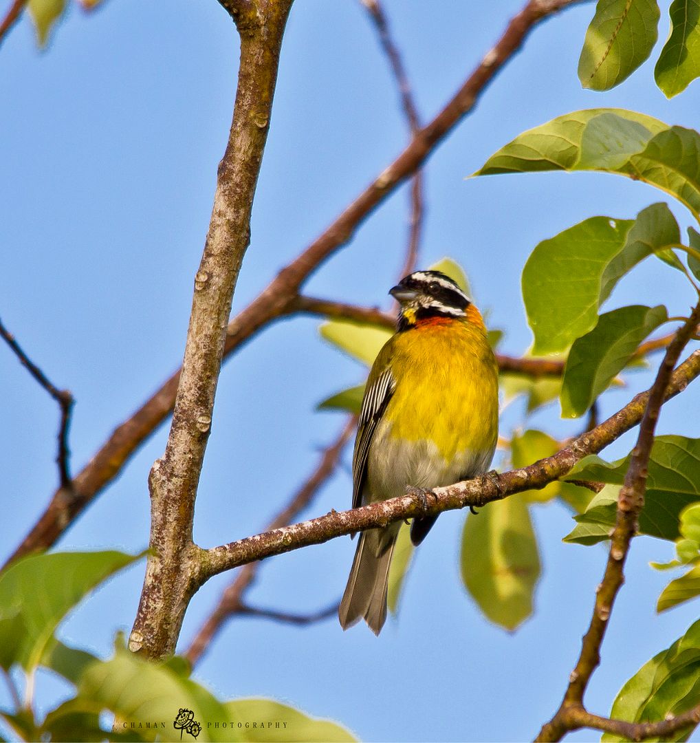 IMAGE: http://i11.photobucket.com/albums/a198/chaman3872/ReinaMoraMacho5.jpg