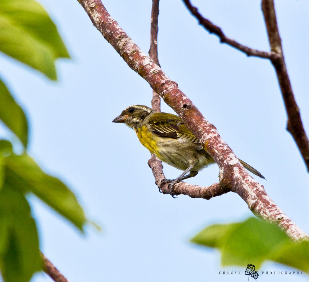 IMAGE: http://i11.photobucket.com/albums/a198/chaman3872/ReinaMoraMacho6.jpg