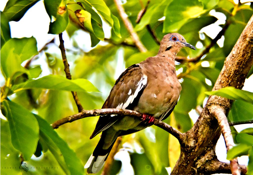 IMAGE: http://i11.photobucket.com/albums/a198/chaman3872/Tortola1.jpg