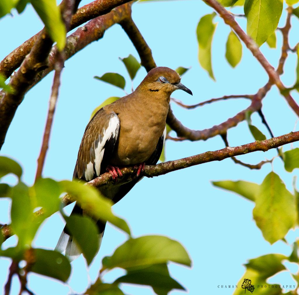 IMAGE: http://i11.photobucket.com/albums/a198/chaman3872/Tortola9.jpg