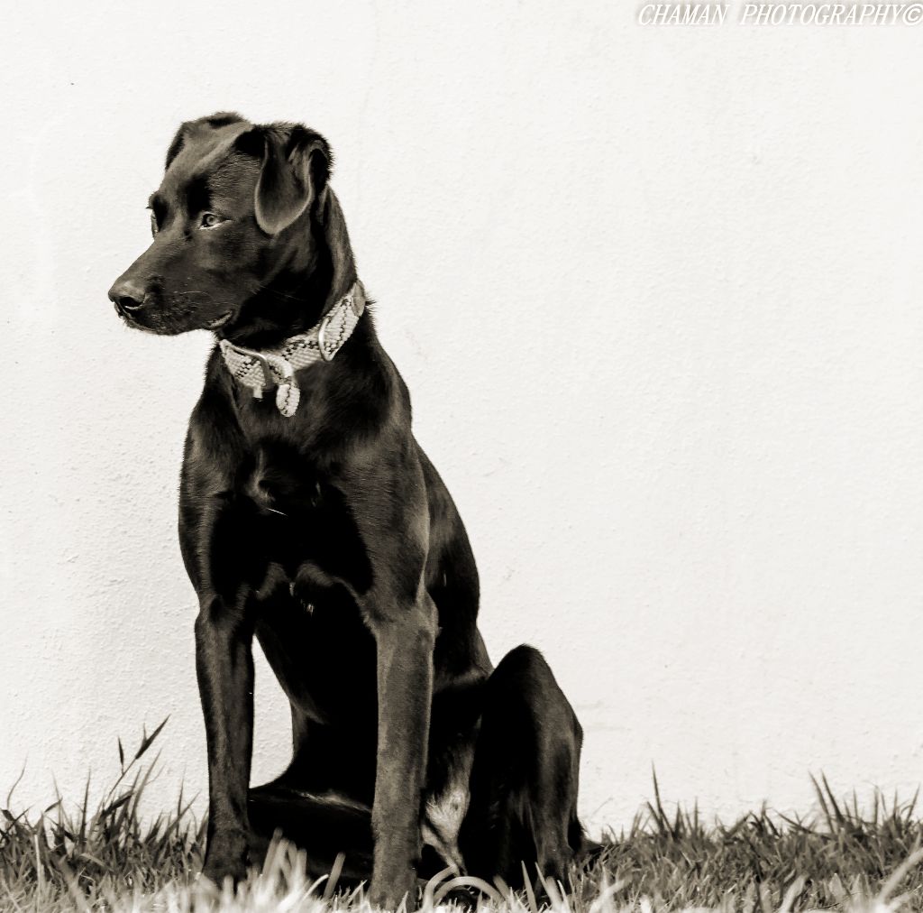 IMAGE: http://i11.photobucket.com/albums/a198/chaman3872/chaman3872005/IMG_8905-EditBW_zpse58ca5f7.jpg