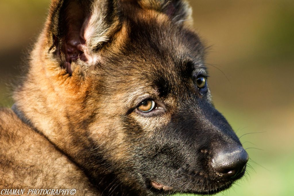 IMAGE: http://i11.photobucket.com/albums/a198/chaman3872/chaman3872006/IMG_8948-Edit_zps2b871a61.jpg