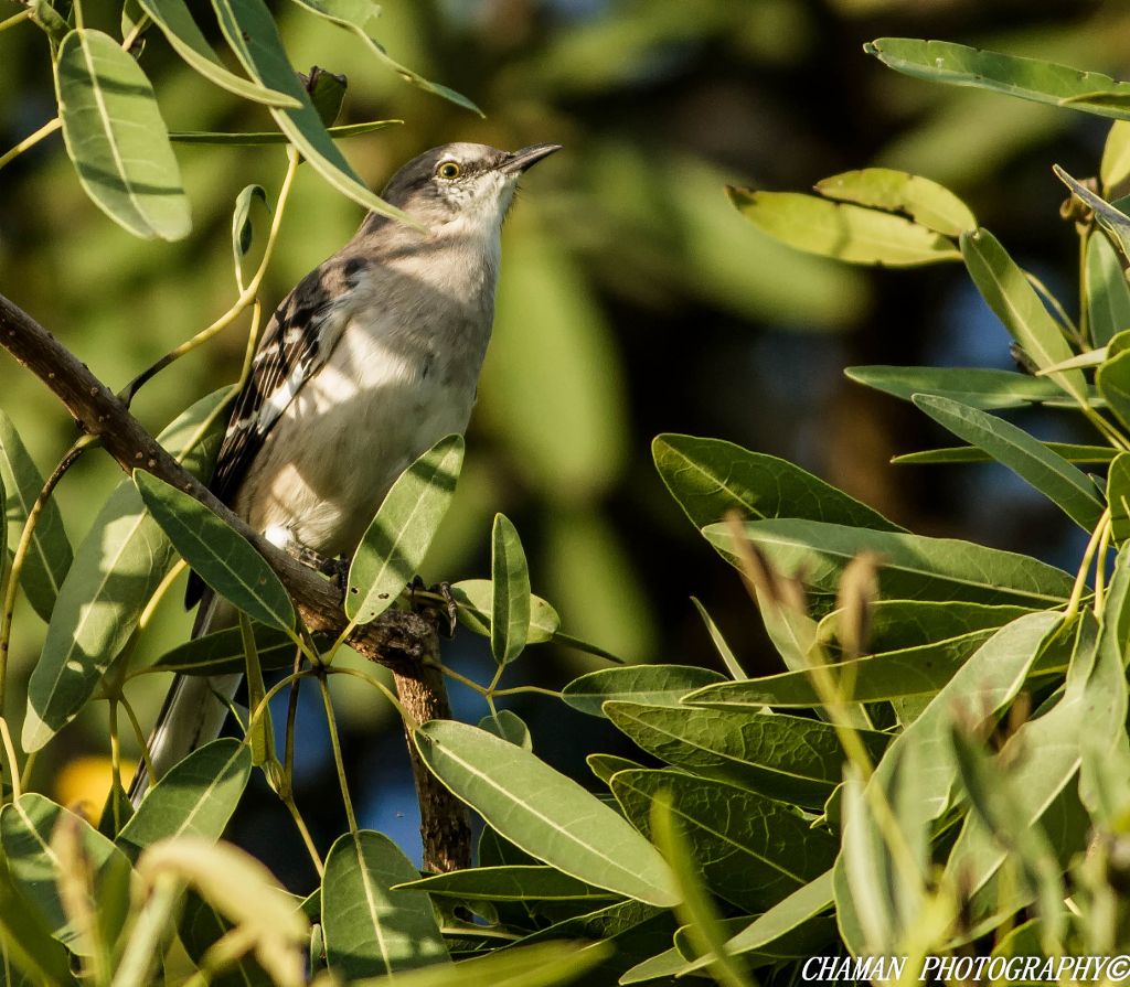 IMAGE: http://i11.photobucket.com/albums/a198/chaman3872/chaman3872006/IMG_8960-Edit_zpsa1f5f0b2.jpg