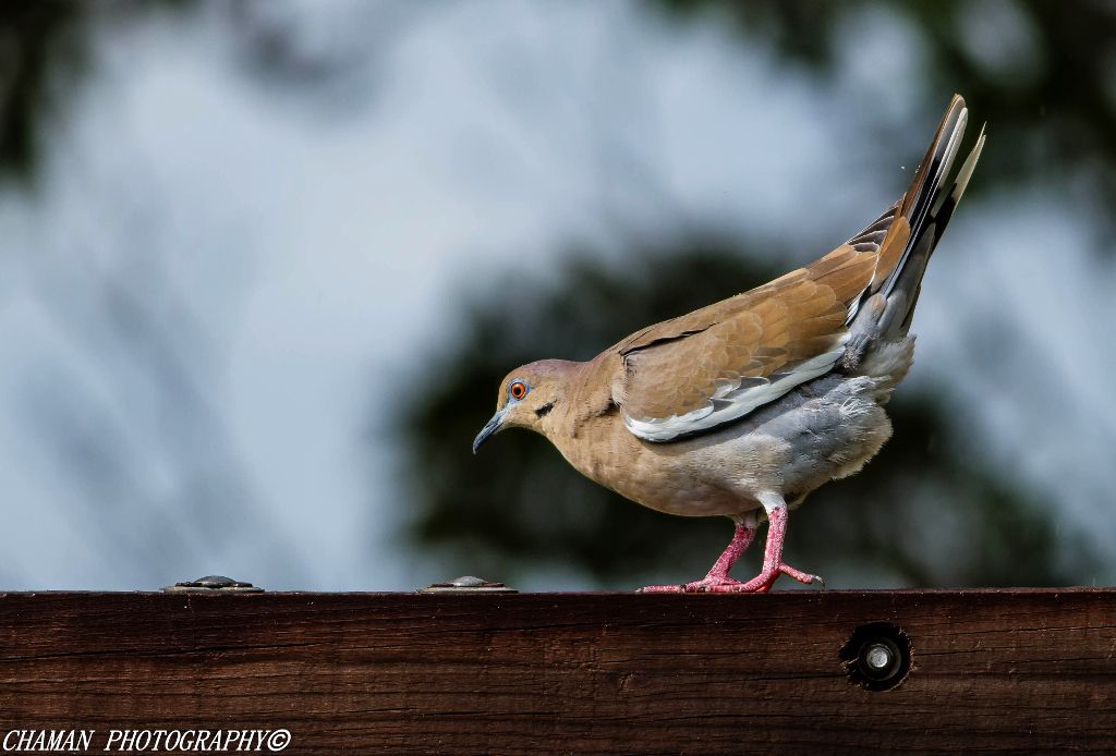 IMAGE: http://i11.photobucket.com/albums/a198/chaman3872/chaman3872007/IMG_8990-Edit_zps90acc8b9.jpg